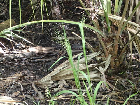 Image of Red-Top Cut-Throat Grass