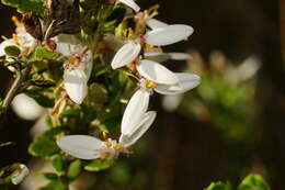 Image of Olearia myrsinoides (Labill.) F. Müll.