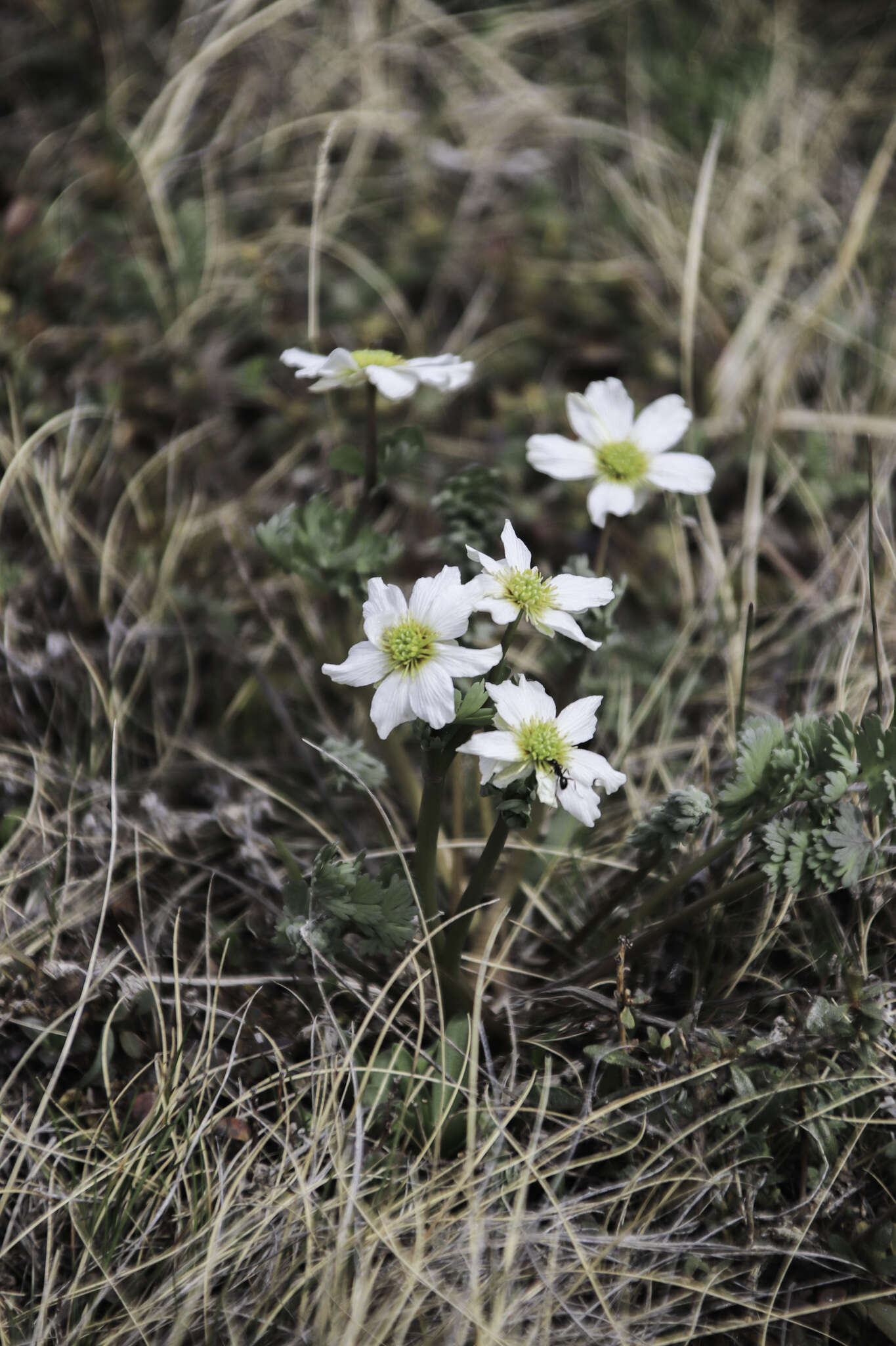 Слика од Callianthemum sajanense Witasek