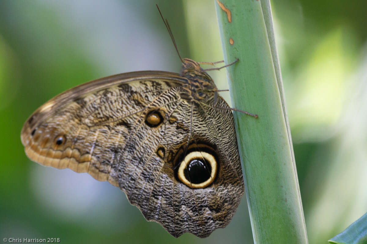 Imagem de Caligo brasiliensis minor Kaye 1904