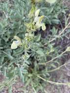 Imagem de Salvia suffruticosa Montbret & Aucher ex Benth.