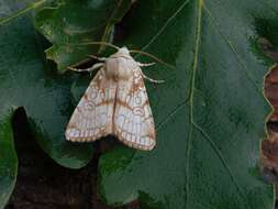 Image of Heart Moth