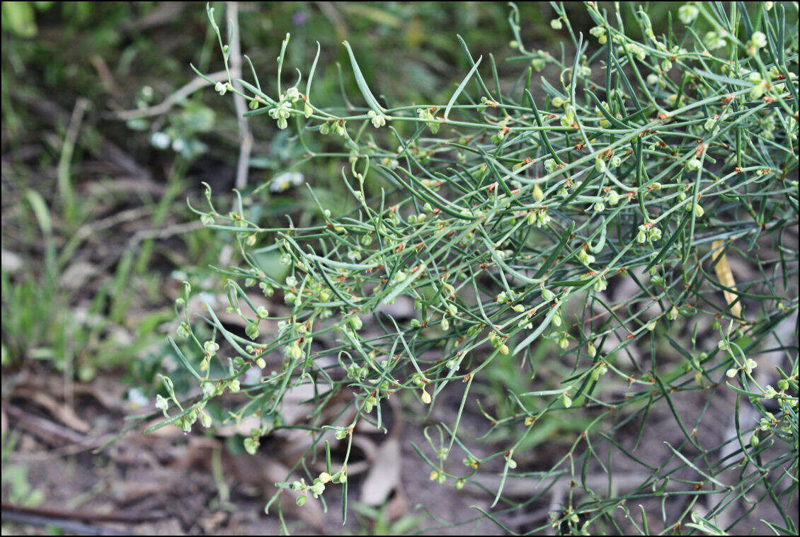 Image of Muehlenbeckia diclina (F. Müll.) F. Mueller.