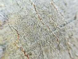 Sivun Fissurina columbina (Tuck.) Staiger kuva