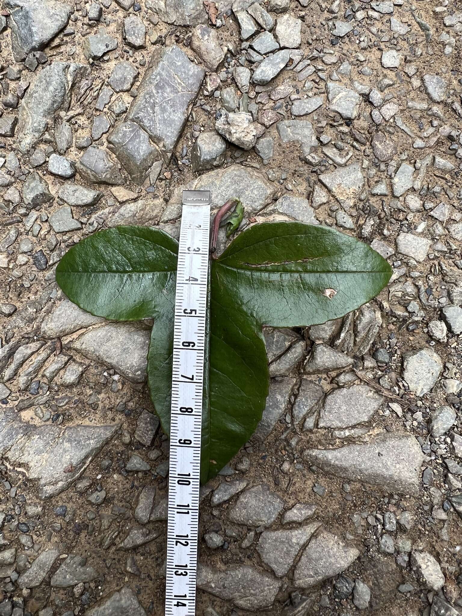 Image de Passiflora cumbalensis var. goudotiana (Triana & Planchon) L. K. Escobar