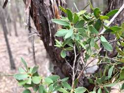 Sivun Leptospermum trinervium (Smith) J. Thompson kuva