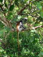 Image of Kirk's Red Colobus