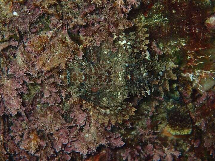 Image of Eastern Red scorpionfish