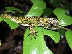 Image of Canelos Woodlizard