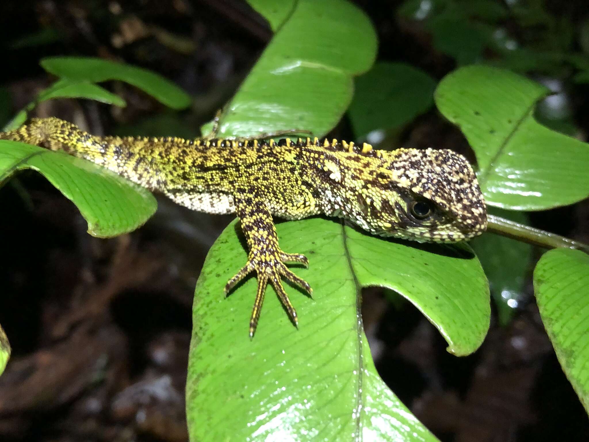 Image of Canelos Woodlizard