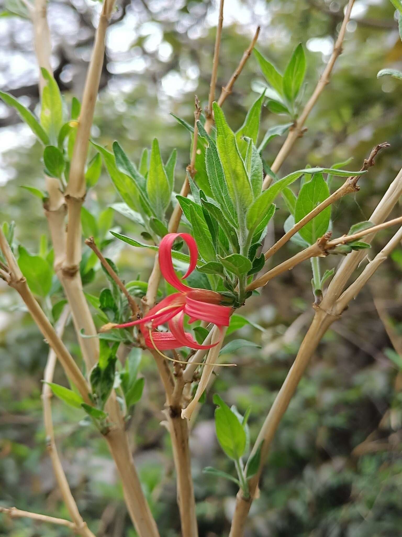 Image de Anisacanthus pumilus (F. G. Dietr.) Nees