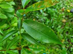 Image de Syzygium acuminatissimum (Bl.) DC.