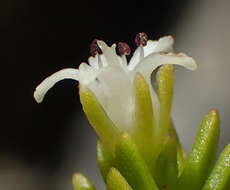 Image of <i>Crassula ericoides</i> subsp. <i>tortuosa</i> Toelken