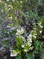 Image of Tree Heath