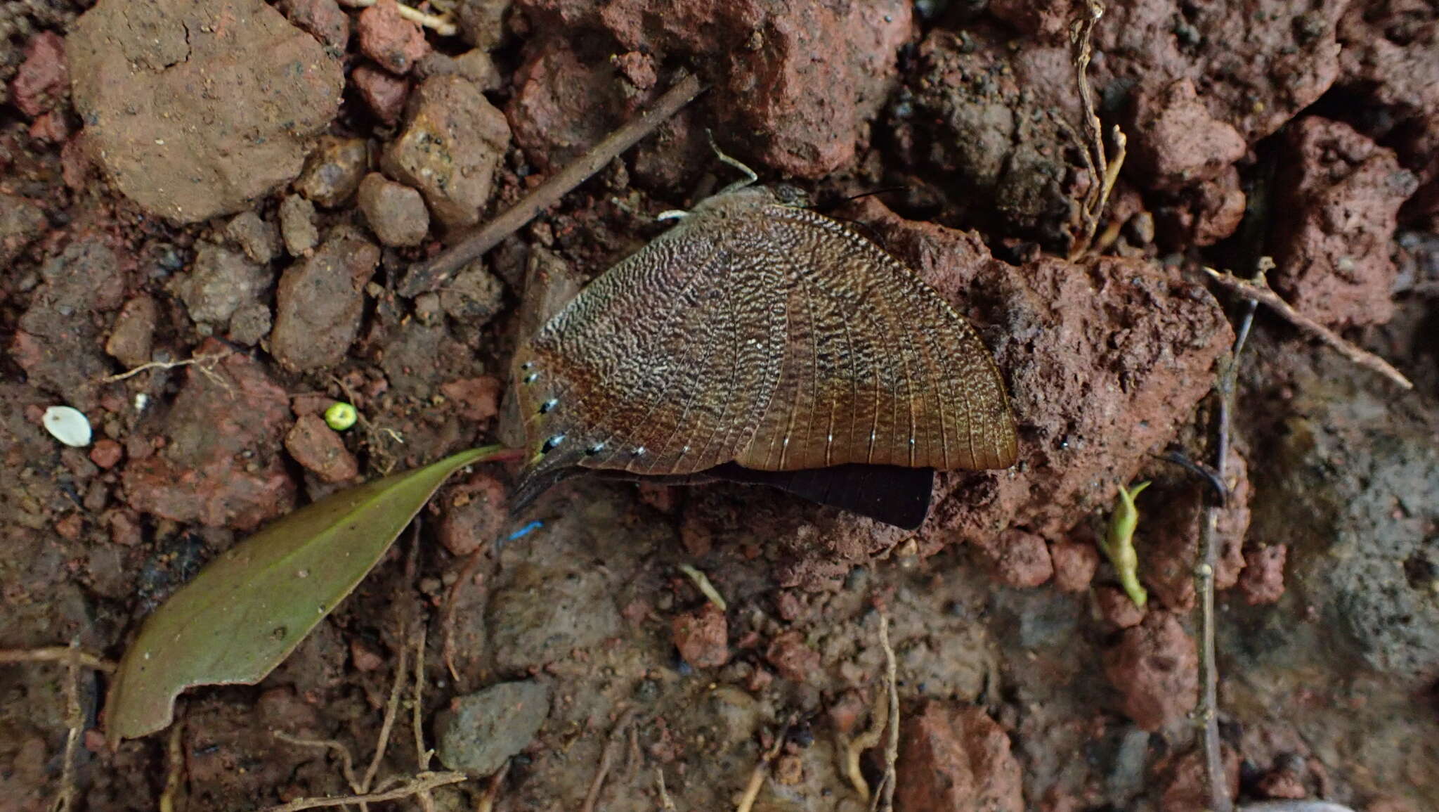 Fountainea halice chrysophana resmi