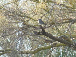 Image of American Grey Flycatcher