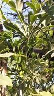 Image of Transvaal Cabbage Tree