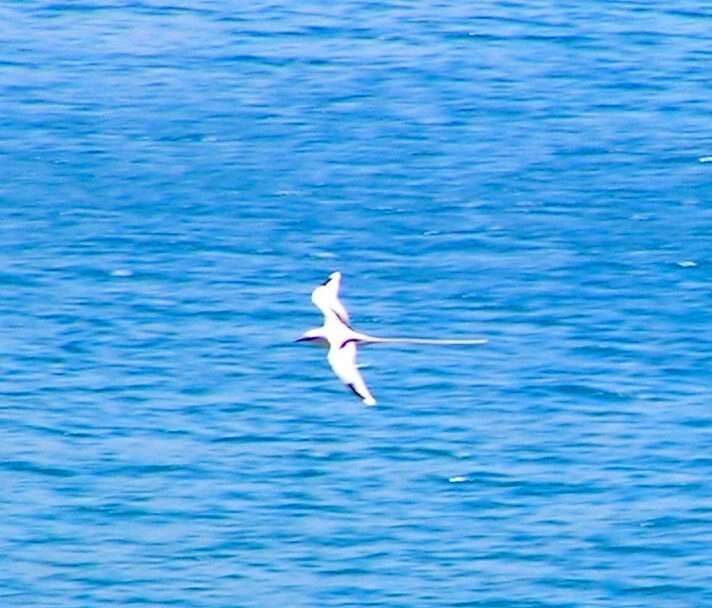 Image of White-tailed Tropicbird