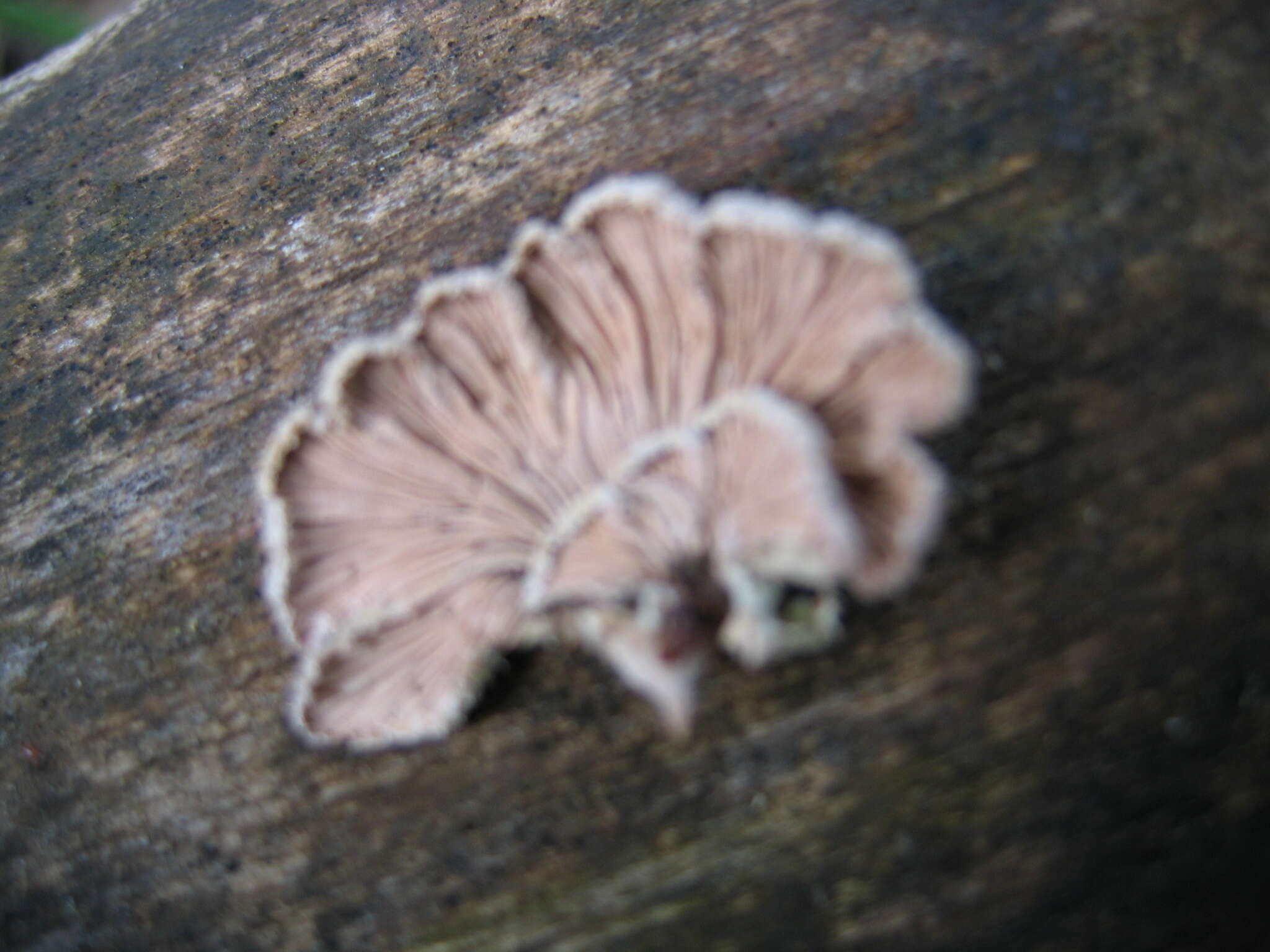 Image of Schizophyllum