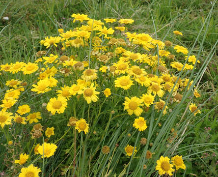 Image of corndaisy