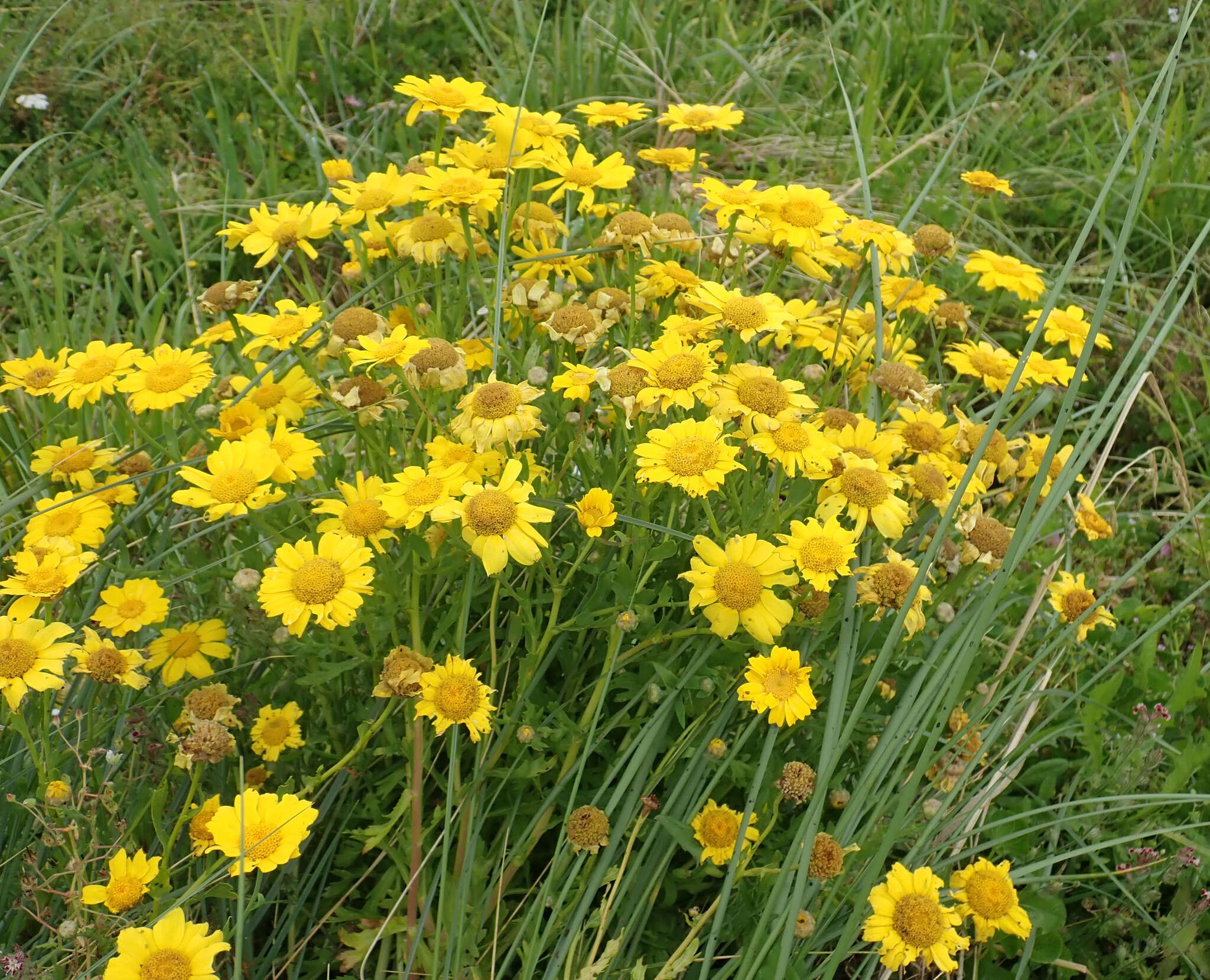 Glebionis segetum (L.) Fourr. resmi