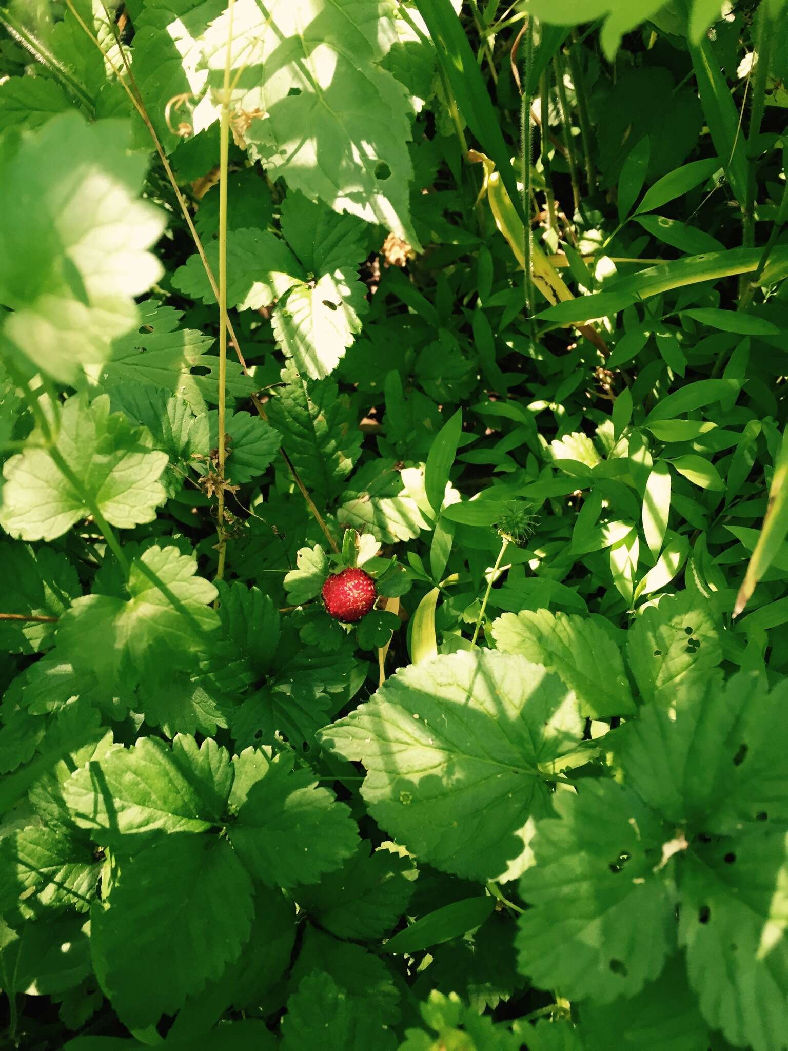 Image of Potentillaceae