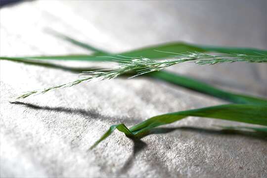 Imagem de Muhlenbergia sylvatica Torr.