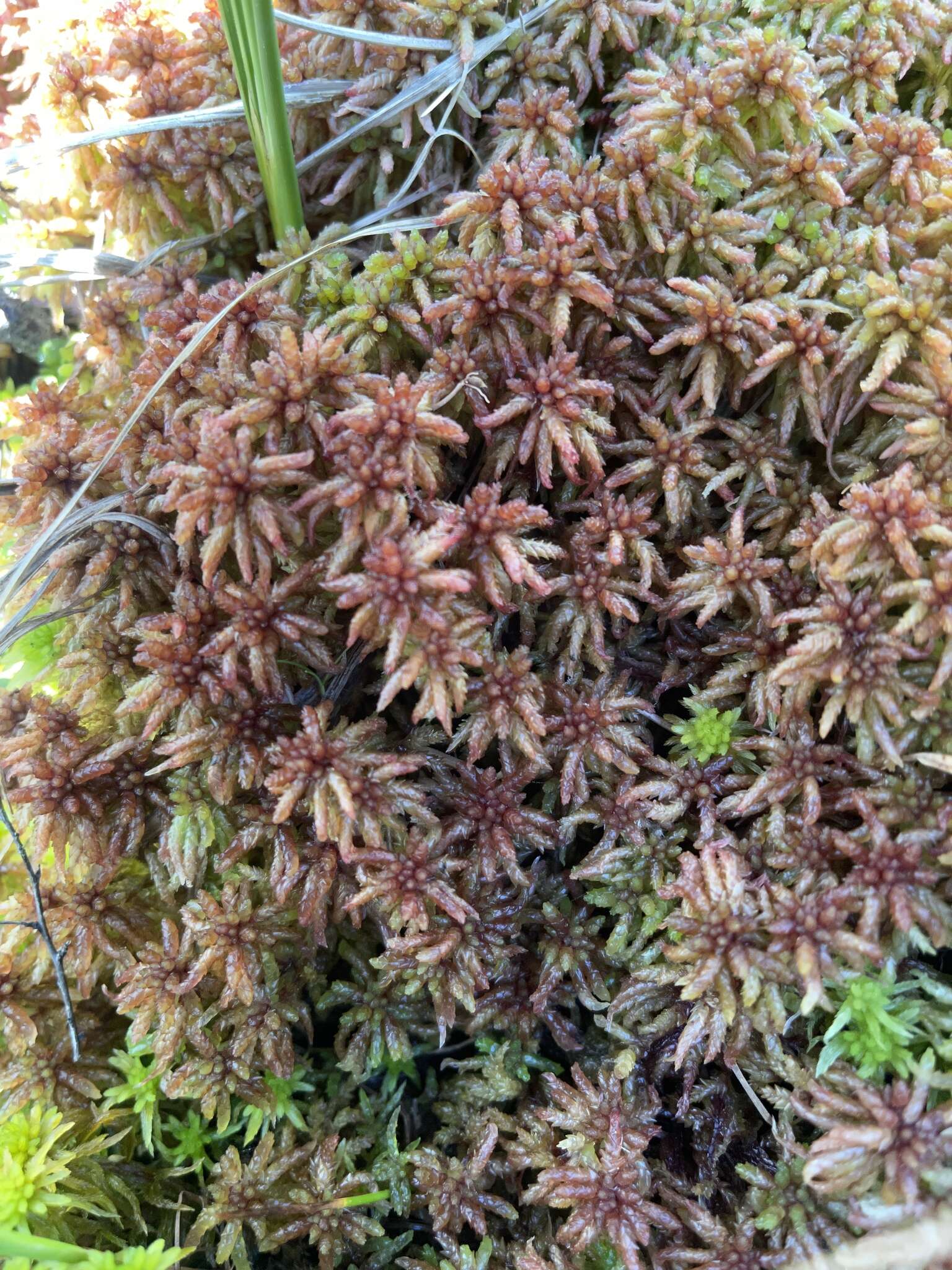 Image of <i>Sphagnum divinum</i> Flatberg & K. Hassel