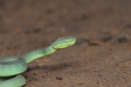 Image of Nepal pitviper