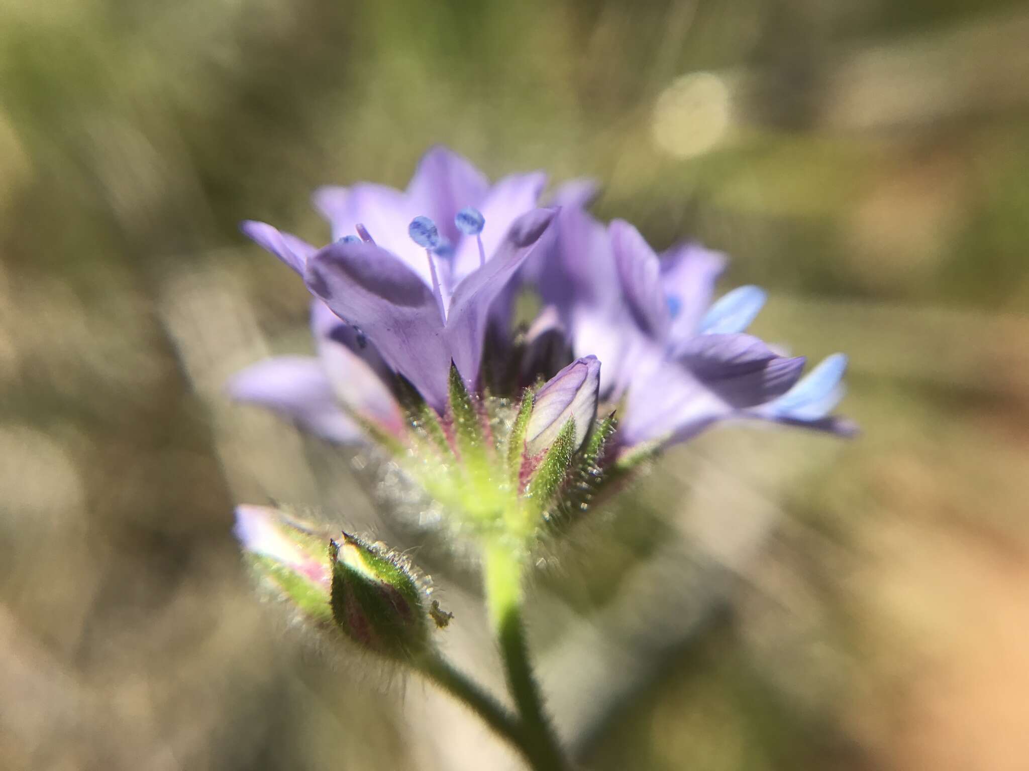 Image of California gilia