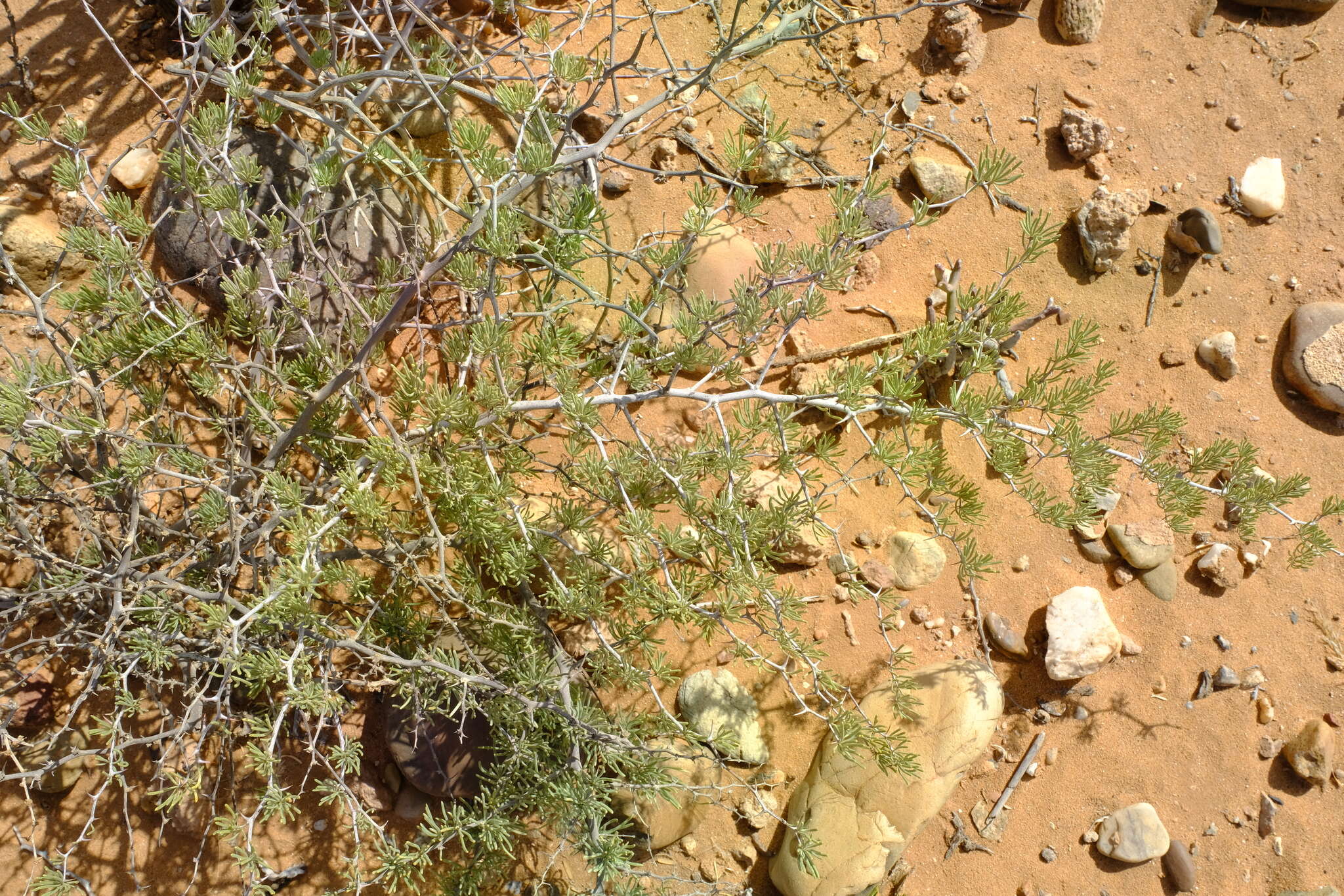 Image of Asparagus graniticus (Oberm.) Fellingham & N. L. Mey.