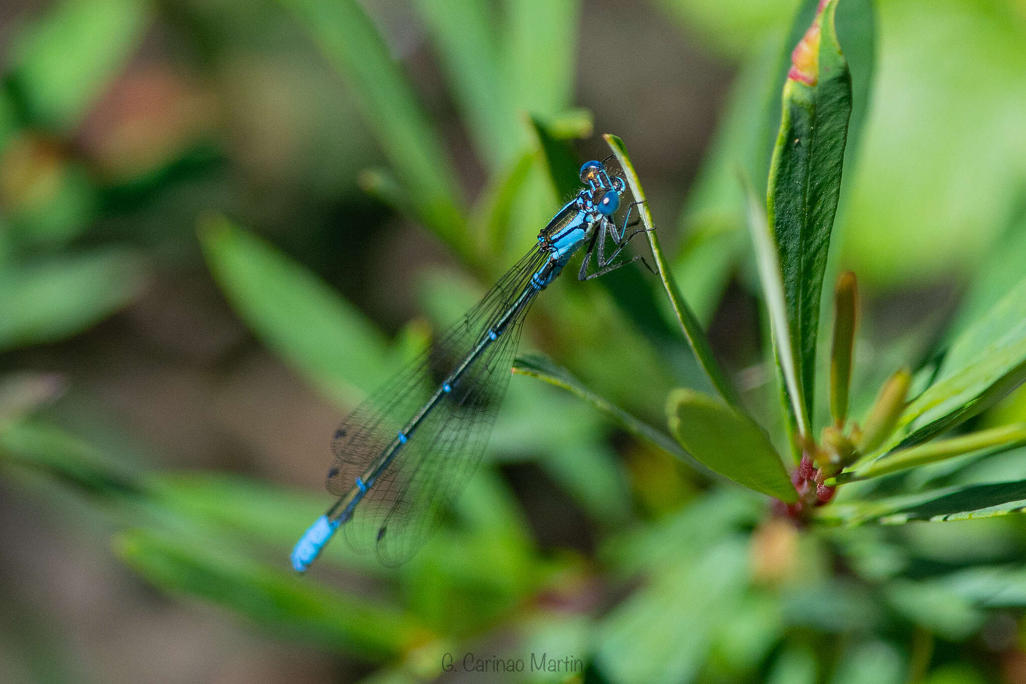 Image of Antiagrion gayi (Selys 1876)