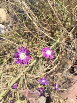 Plancia ëd Malesherbia linearifolia (Cav.) Poir.