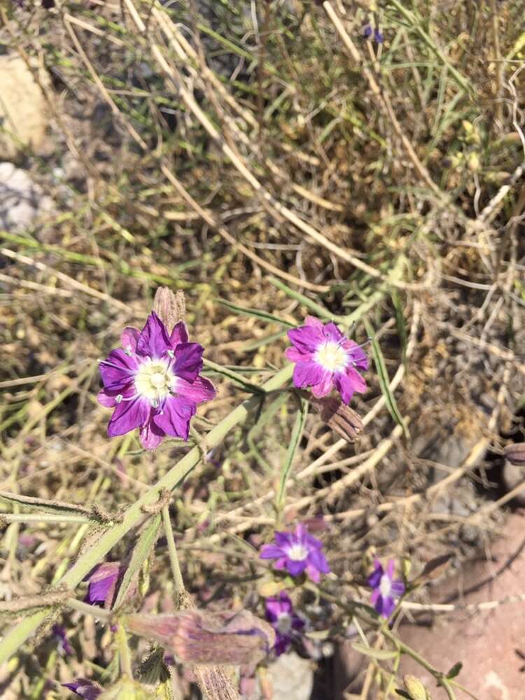 Image of Malesherbia linearifolia (Cav.) Poir.