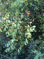 Image of Surinam cherry