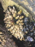 Image of goose-necked barnacle