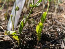 Image of striped hawksbeard