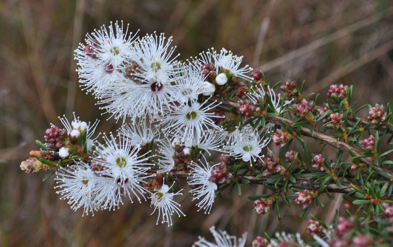 Image de Kunzea ambigua (Smith) Druce