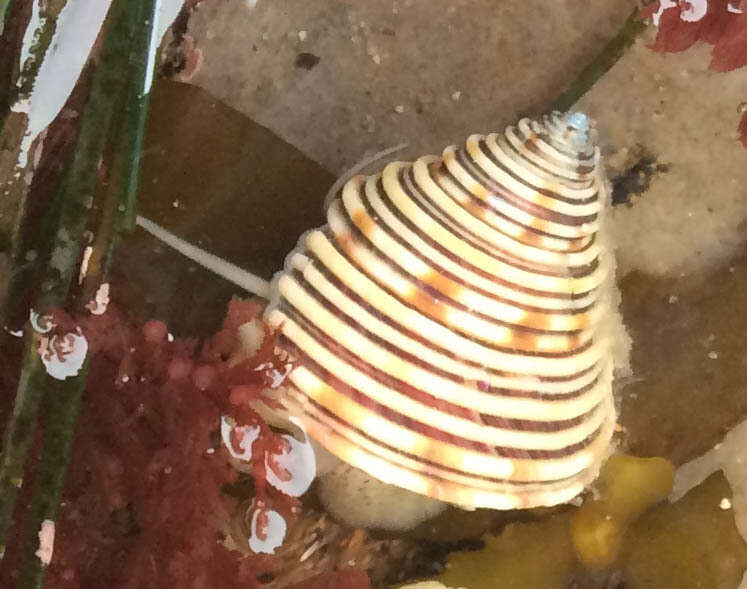 Image of Channeled Top Snail