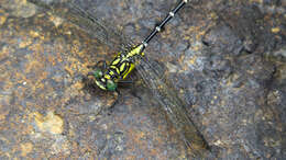 Image of Hemigomphus gouldii (Selys 1854)