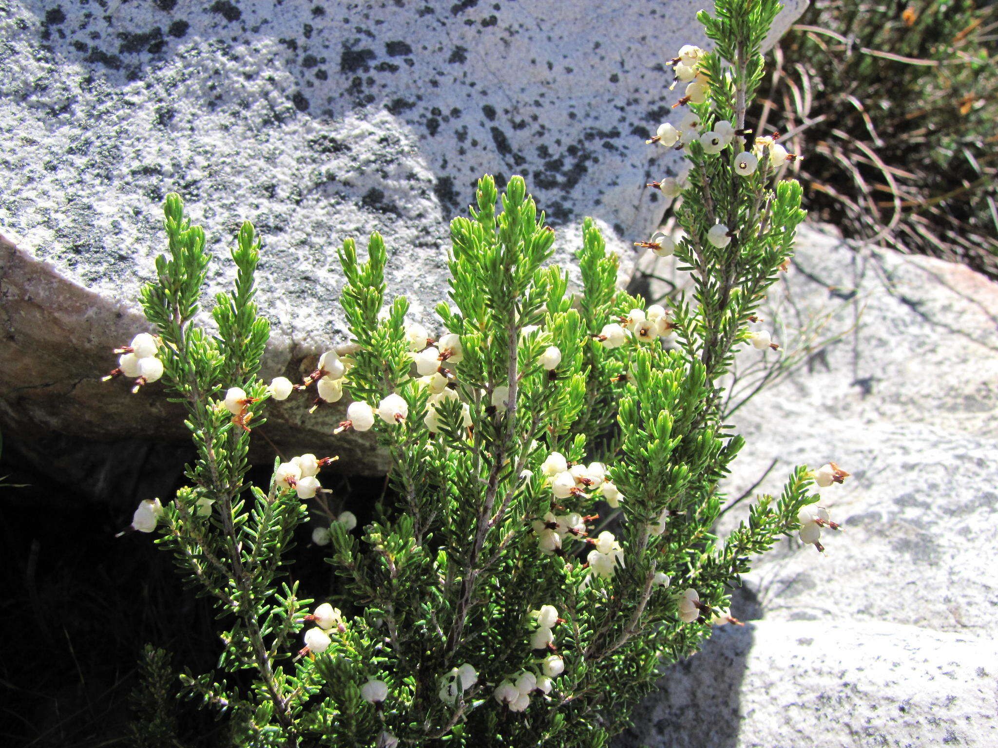 Image of Erica sonderiana Guthrie & Bolus