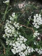 Image of Ozothamnus diosmifolius (Vent.) DC.