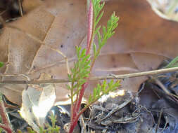 Image of California gilia