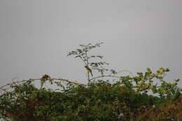 Image of Grey-headed Bulbul