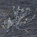 Image of Helichrysum incarnatum DC.
