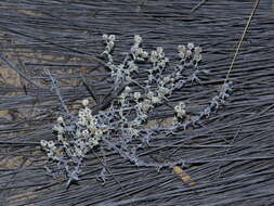 Image of Helichrysum incarnatum DC.