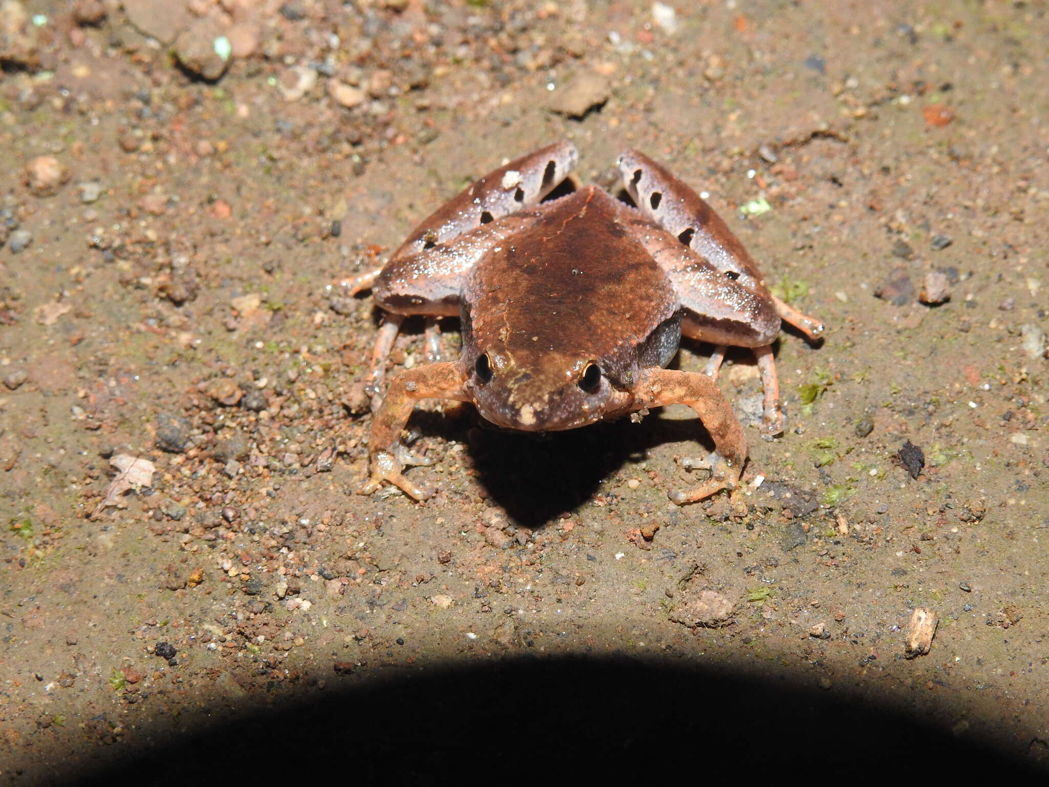 Слика од Microhyla achatina Tschudi 1838