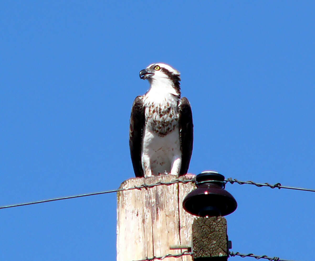 Image of ospreys