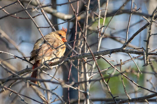 Image of Cardinalis cardinalis cardinalis (Linnaeus 1758)