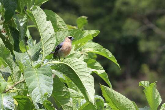 Image of Cinnamon Tanager